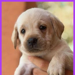 Purple - Yellow female Labrador Retriever puppy in Palm Beach County, Florida from Griffin Royal Labs