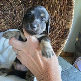 Pepa - Black and tan female Dachshund puppy in Watertown, New York from Valley Springs Daschunds