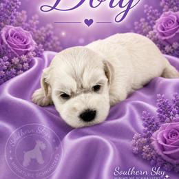 Dory - Wheaten female Miniature Schnauzer puppy in Sylvania, Georgia from Southern Sky Miniature Schnauzers