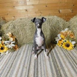 Ava's Male 2 - Blue male Italian Greyhound puppy in Sparta Tn And Caryville Fl, Tennessee from Summerwind Kennel