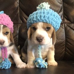 Beagle and Dalmatian Puppies from Dreamworks Dalmatians