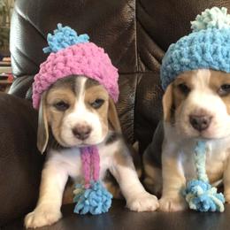 Beagle and Dalmatian Puppies from Dreamworks Dalmatians