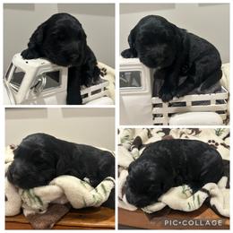 Black Girl - Black female Goldendoodle puppy in Lancaster, South Carolina from Silver Hill Farm SC
