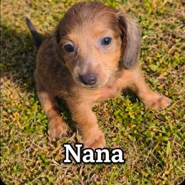 Nana - Blue and tan female Dachshund puppy in Vacaville, California from SchmooterBabies