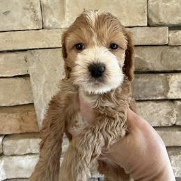 Lady bird - Red and white female Cockapoo puppy in Connersville, Indiana from MoonShine Babies