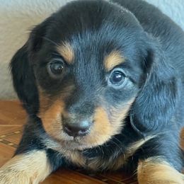 Dachshund puppies from Longdox Mini Dachshunds