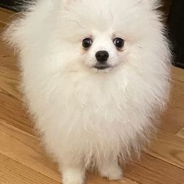Louie - White male Pomeranian puppy in Santa Rosa County, Florida from Florida Frenchies By the Sea, LLC