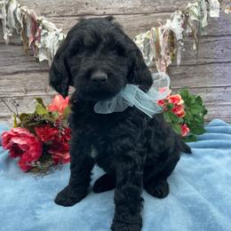 Alpine - Black male Goldendoodle puppy in Lisbon, Ohio from Willow Lane Doodles