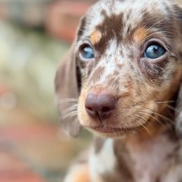Dachshunds from Taylors Tiny Tails