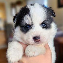 Amarok - Black and white male Pomsky puppy in Kennewick, Washington from Nebula Ranch Pomskies