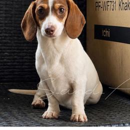 Cindy - Dachshund