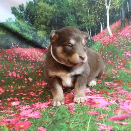 Alaskan Malamute Puppies from New River Valley Malamutes