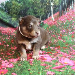 Alaskan Malamute Puppies from New River Valley Malamutes