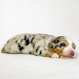 Frappe - Blue merle female Aussiedoodle puppy in Sharpsburg, Georgia from Steindoodles