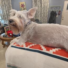 Miniature Schnauzer puppies from Mississippi Mini Schnauzers