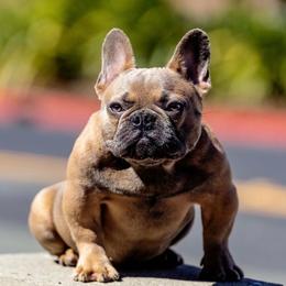 French Bulldogs from Ramblin’ Frenchies