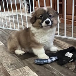 Bomber - Sable male Pembroke Welsh Corgi puppy in Minooka, Illinois from Lucky J Corgis