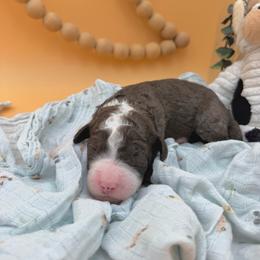 Ryder - Black and white male Sheepadoodle puppy in Willacoochee, Georgia from Kitandkboodle's Doodles