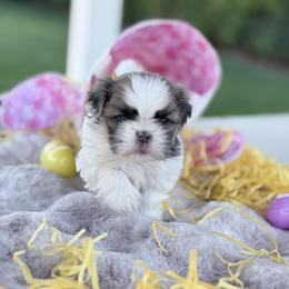 Boy 1 - Tricolor male Shih Tzu puppy in Calimesa, California from Little Mountain’s Shih Tzus