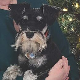 Remi - Miniature Schnauzer