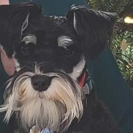 Remi - Miniature Schnauzer