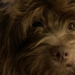Remi - Havanese