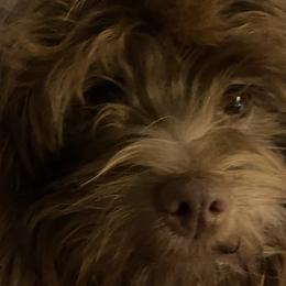Remi - Havanese