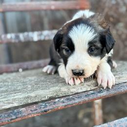 Orange - Sable merle male Border Collie puppy in Minden, Iowa from Rocking N Registered Border Collies & Labradors