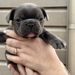 Drax - Blue male French Bulldog puppy in Greenfield, Missouri from Hope Mountain French Bulldogs