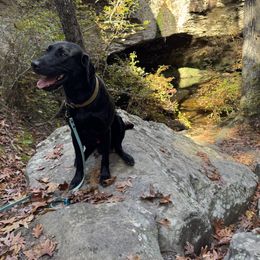 Saint - Labrador Retriever