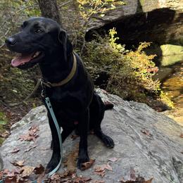 Saint - Labrador Retriever