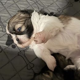 Sienna - Tricolor female Shih Tzu puppy in Hialeah, Florida from South East Coast Angels Shih Tzus