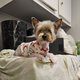 Peps - Yorkshire Terrier