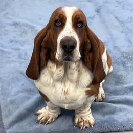 Licy - Basset Hound