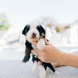 Peach - Tri-color male Bernedoodle puppy in Murray, Utah from Sun Valley Doodles