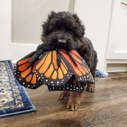 German Shepherd Puppies from House of Havoc GSDs