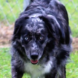 Lexi - Australian Shepherd