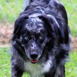 Lexi - Australian Shepherd