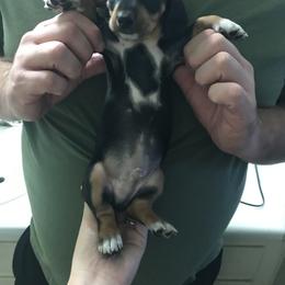 Dachshund Puppies from Hursh’s Hounds