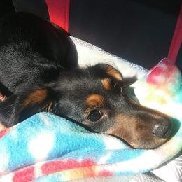 Kong - Dachshund