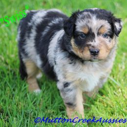 Miniature Australian Shepherd Puppies from Mutton Creek Aussies