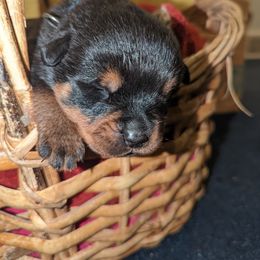 Rottweiler Puppies from Hauser's Kennel