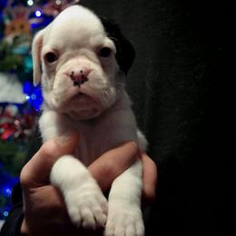Sage - White female Boxer puppy in Thompson, Pennsylvania from Moonlitboxers