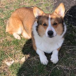 Solomon - Pembroke Welsh Corgi