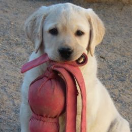 Labrador Retrievers from Sandia Labradors