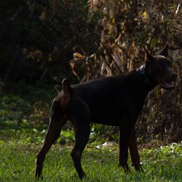 Doberman Pinscher and French Bulldog All Grown Up from The Defender Farm