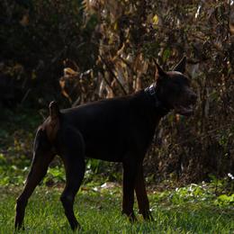 Doberman Pinscher and French Bulldog All Grown Up from The Defender Farm