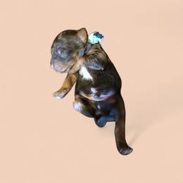 Light Blue Collar Boy - Phantom male Poodle puppy in Henagar, Alabama from Windy Oak Kennels