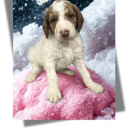 Snow - Parti female Goldendoodle puppy in Ellenburg Center, New York from Kristin's Puppies