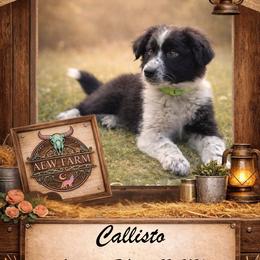 Callisto - Black & white female Australian Shepherd puppy in Citra, Florida from AEW Farm